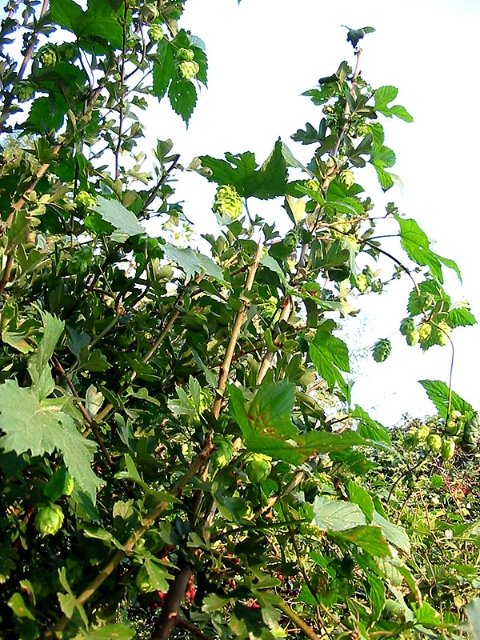 867-6776_IMG.jpg - Last picture. HOPS !!A picture I took in centre Damme !!!!CHEERS ! Filip Geerts